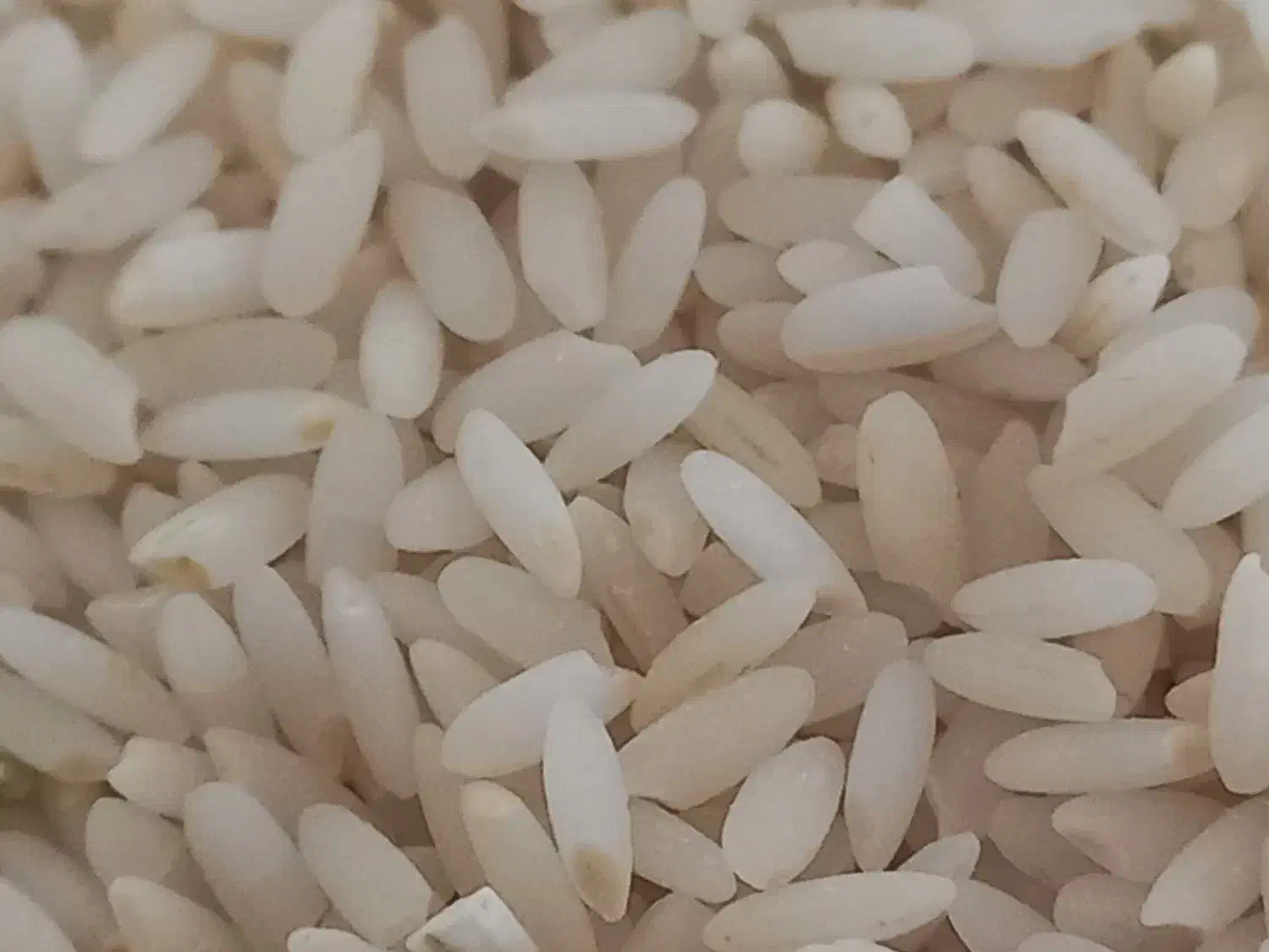 برنج شمشیری اصل چرداول|خوردنی و آشامیدنی|چرداول, |دیوار