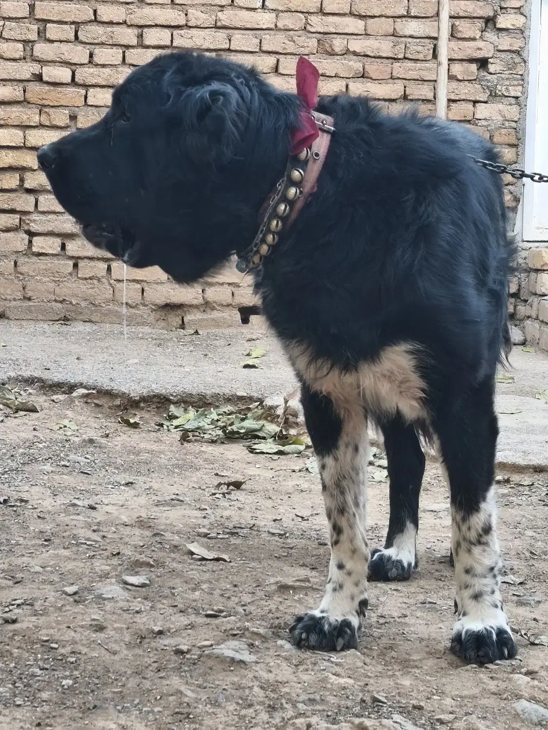 واگذاری سگ|سگ|بروجن, |دیوار