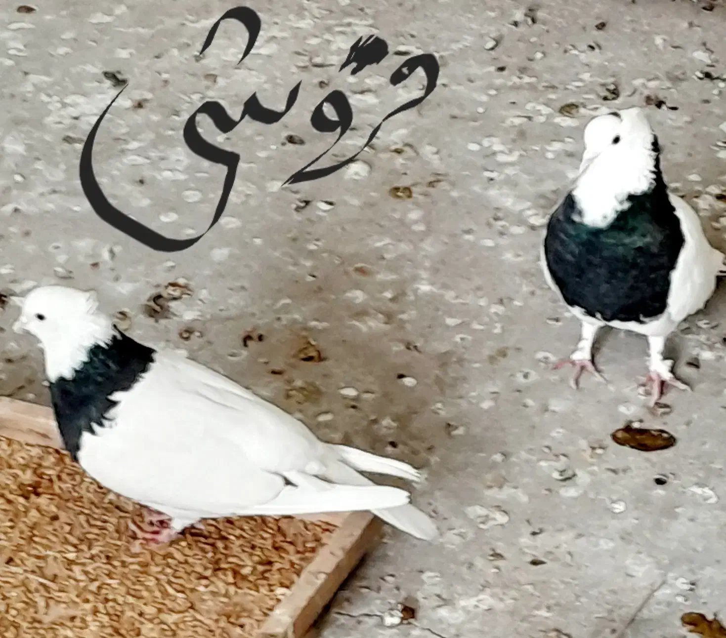 نروماده کاکولی نرپرپاماده مچ پا|پرنده|دزفول, |دیوار