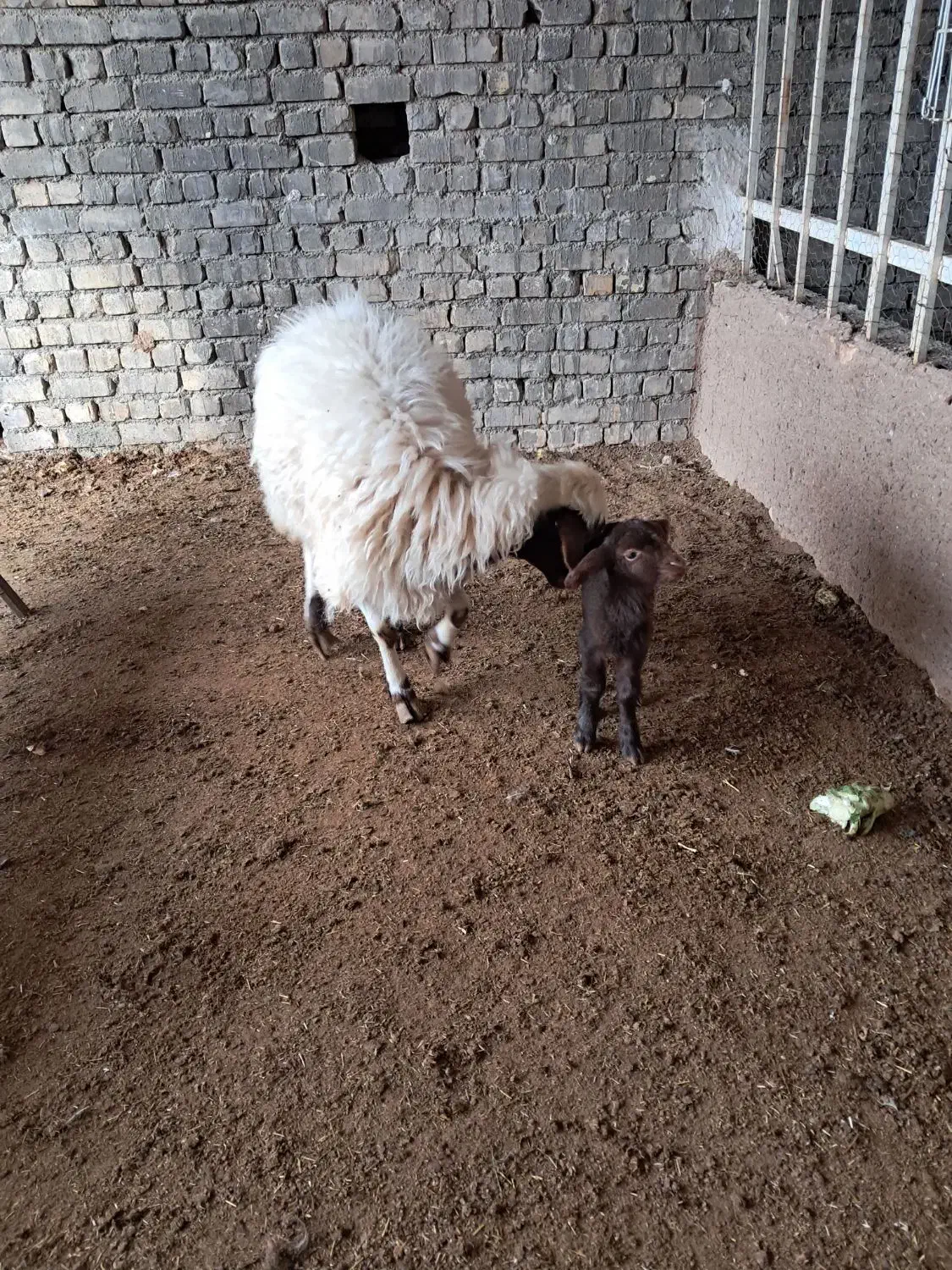 دوعدد میش بابره|حیوانات مزرعه|کاشان, لتحر|دیوار