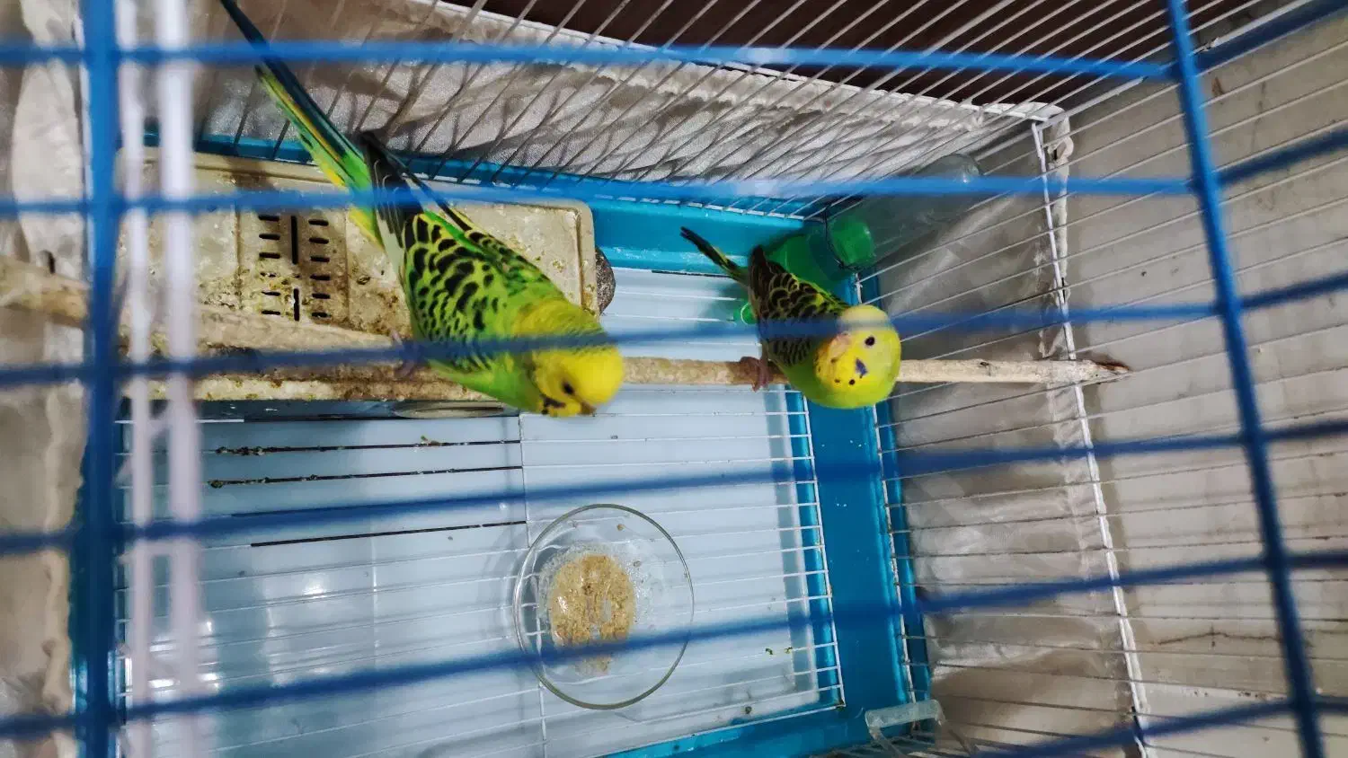 یک جفت مرغ عشق دستی|پرنده|ری, شهید غیوری (ابن باویه)|دیوار