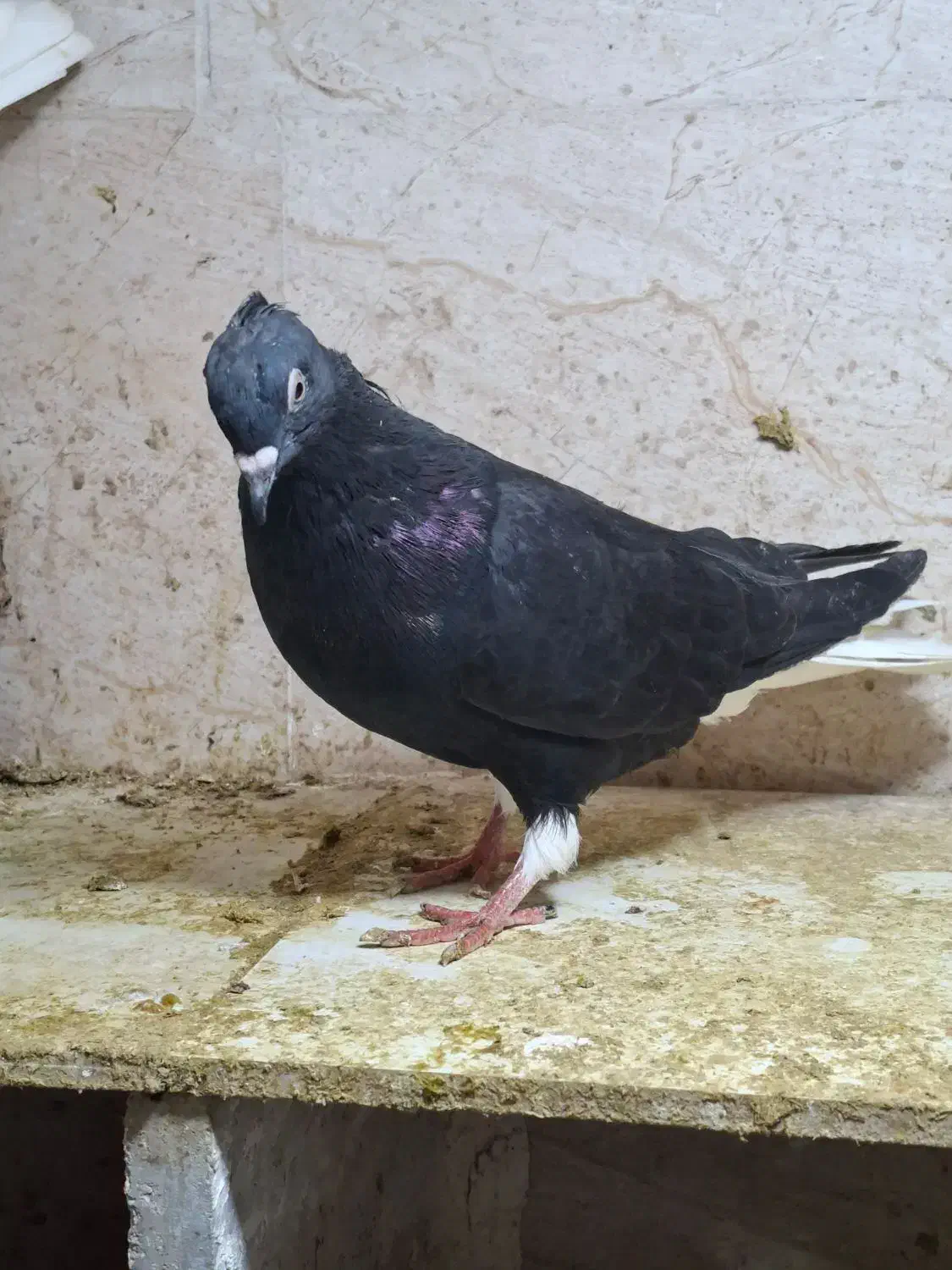 کبوتر زیل دم سفید ماده|پرنده|اقبالیه, |دیوار