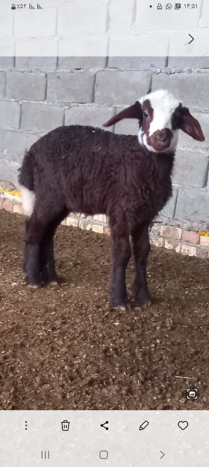 بره نر|حیوانات مزرعه|انبارآلوم, |دیوار