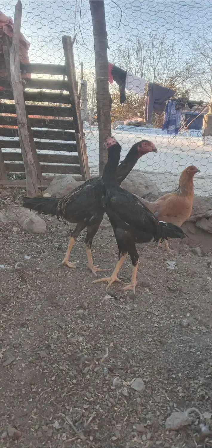 جوجه اوشامو|حیوانات مزرعه|اردبیل, |دیوار