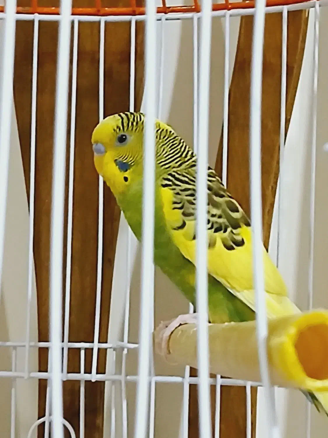 مرغ عشق|پرنده|پاکدشت, پاکدشت (مامازند)|دیوار