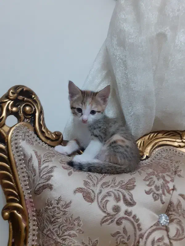 بچه گربه خانگی|گربه|فیروزکوه, |دیوار