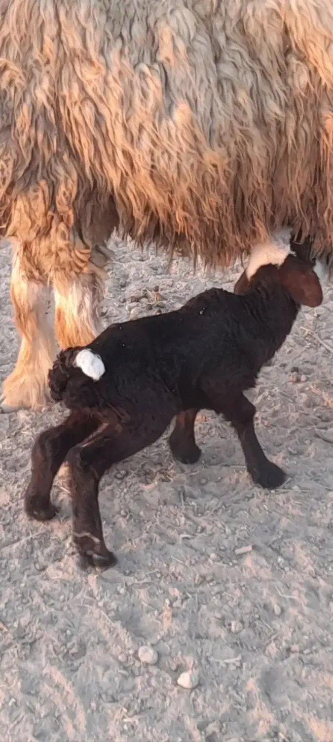 بره شیری|حیوانات مزرعه|قیروکارزین, |دیوار