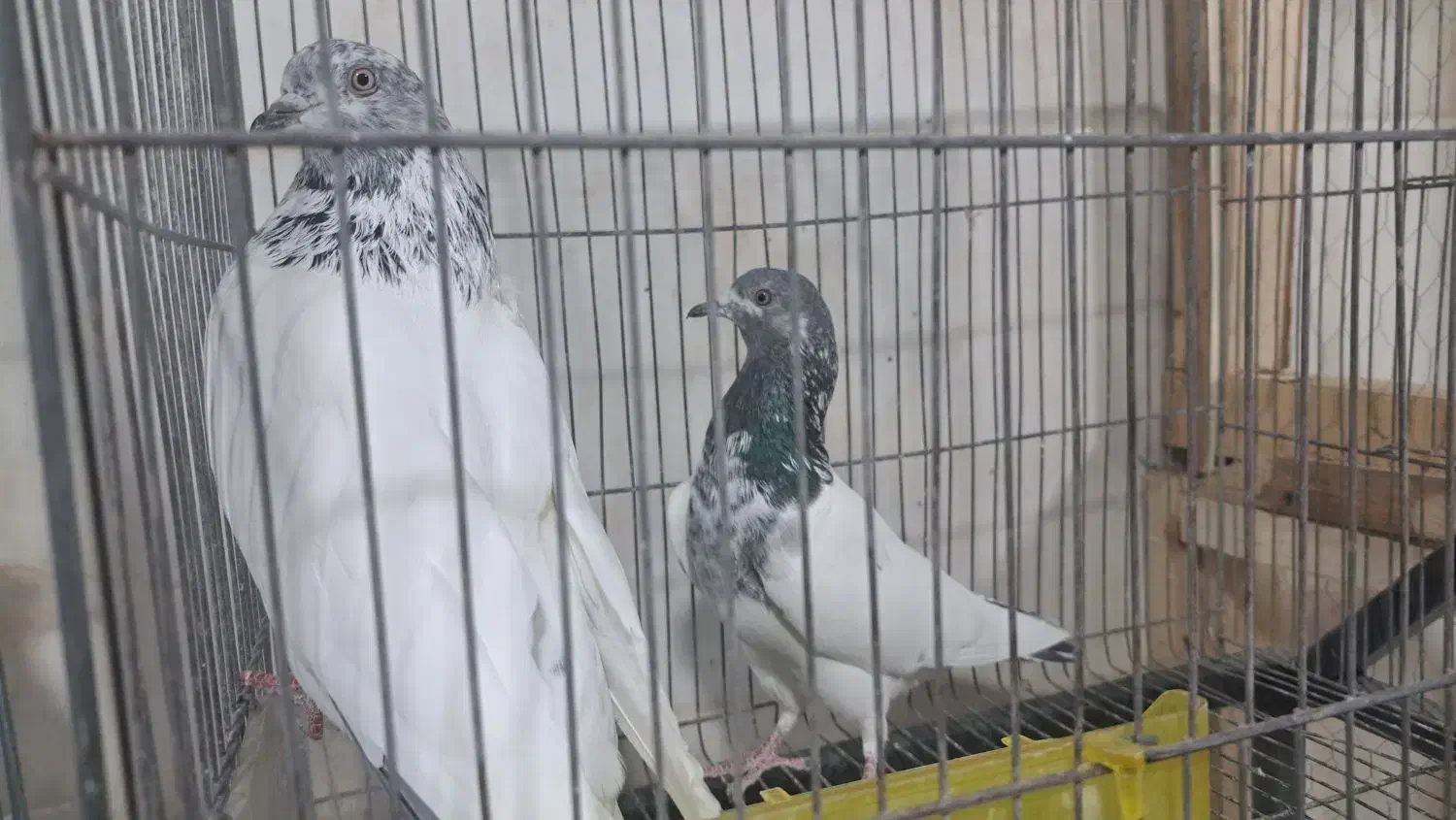 کبوتر پاکستانی تیدی|پرنده|خمینی‌شهر, |دیوار