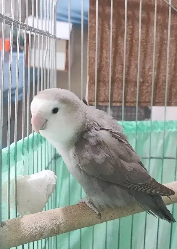 جفت کوتوله برزیلی مولد رنگ خاص با جوجه و قفس،لوازم|پرنده|اسلامشهر, شهرک مصطفی خمینی|دیوار