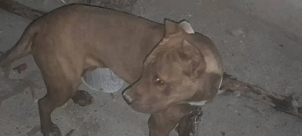 پرسا کاناریو نر ۹ ماهه نگهبان اصیل|سگ|باغستان, |دیوار