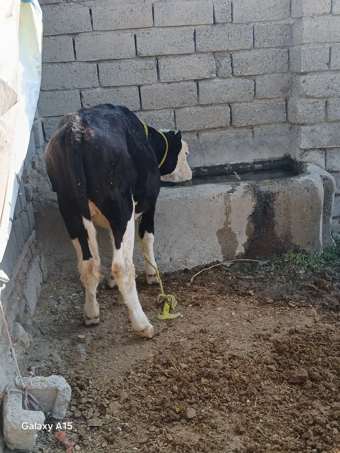 کوساله سیمیتال|حیوانات مزرعه|محمدبار, |دیوار