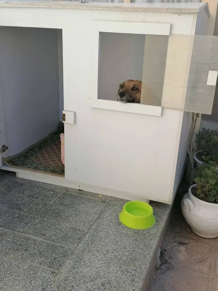 خانه سگ|لوازم جانبی حیوانات|شاهینشهر, شهرک میلاد|دیوار