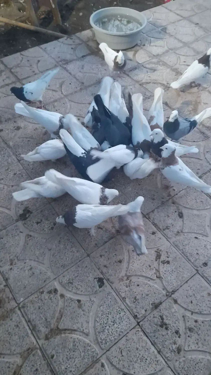 دیوار|پرنده|بم, |دیوار