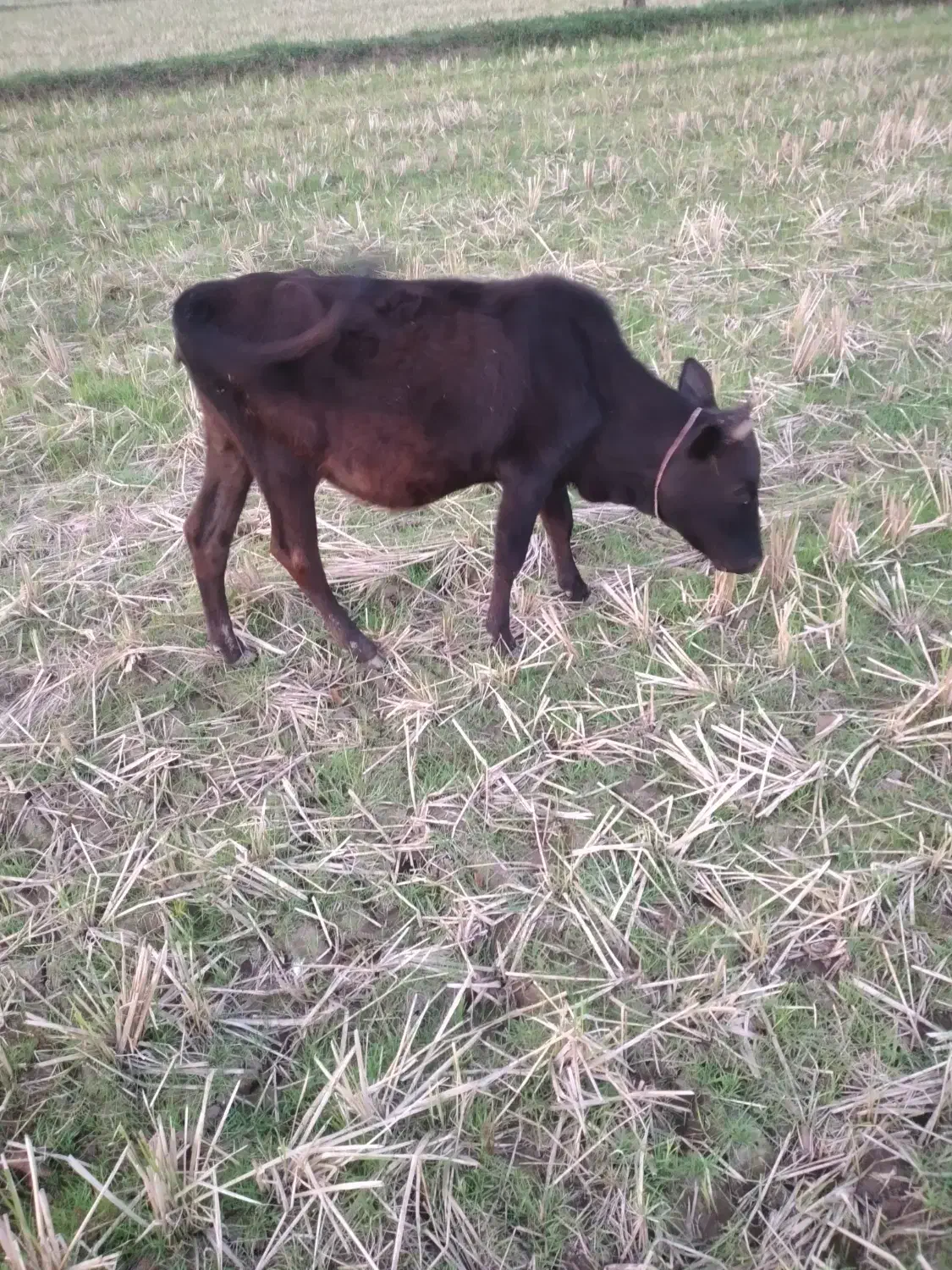 یک راس لیشه محلی و یک راس لیشه دورگ محلی|حیوانات مزرعه|توتکابن, |دیوار