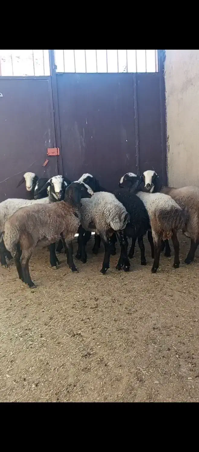 بره قوچهای شال|حیوانات مزرعه|شراء, |دیوار