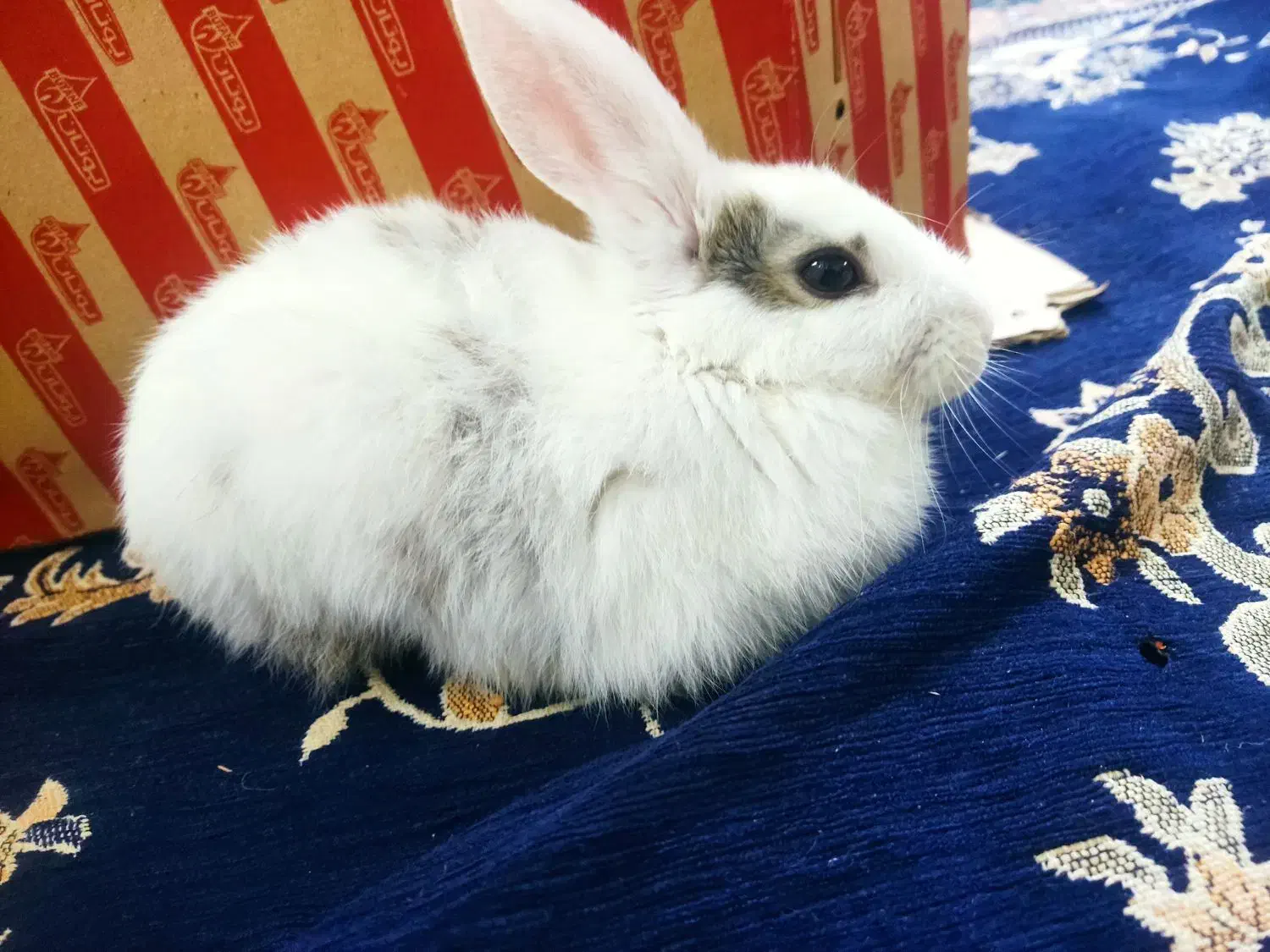 فروش خرگوش|موش و خرگوش|کامیاران, |دیوار