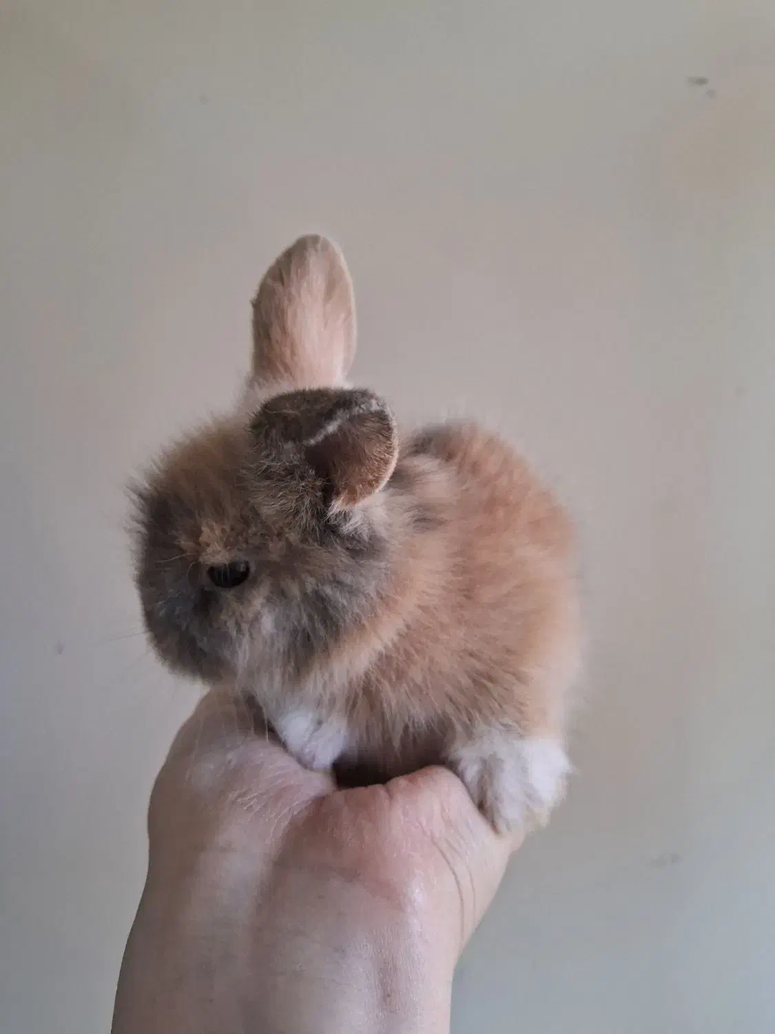 خرگوش لپ|موش و خرگوش|نجفآباد, صالح آباد|دیوار