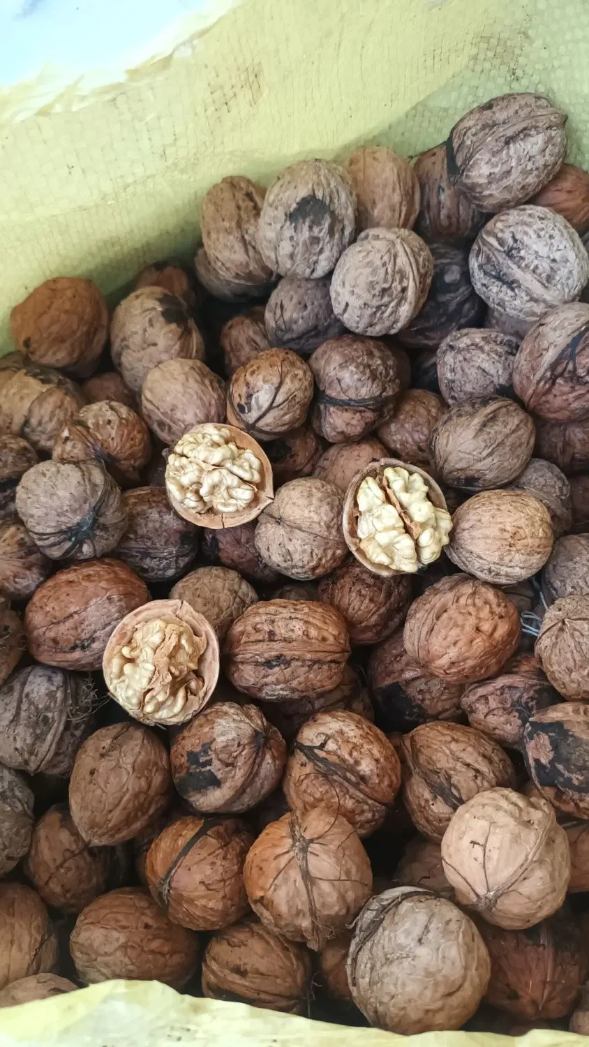 گردو|خوردنی و آشامیدنی|مشهد, کوی دروی|دیوار