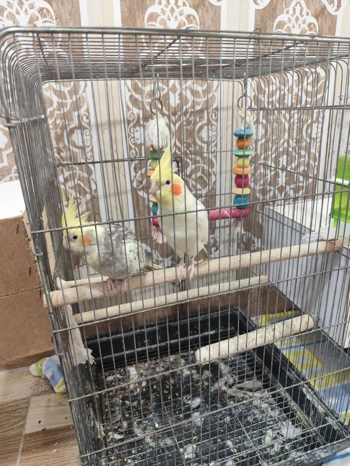 عروس هلندی|پرنده|خرمشهر, |دیوار