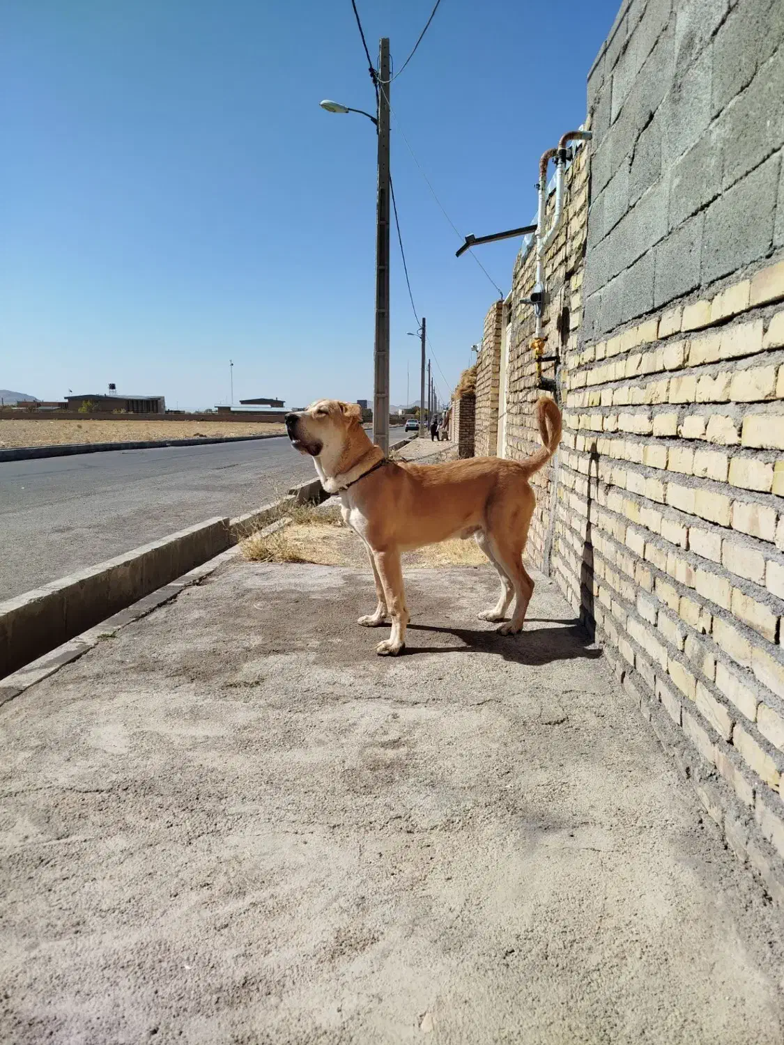 توله عراقی نر|سگ|زنجان, |دیوار