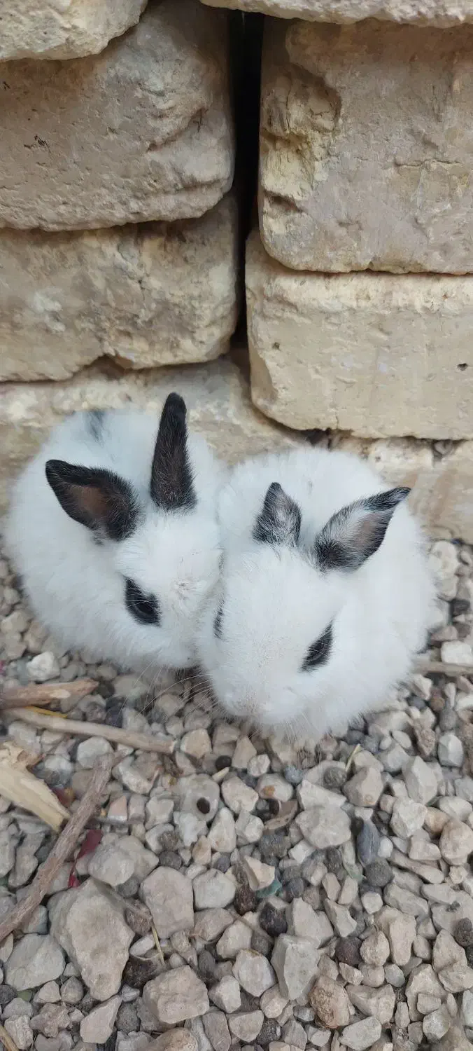 فروش بچه خرگوش|موش و خرگوش|فیروزآباد (فارس), |دیوار