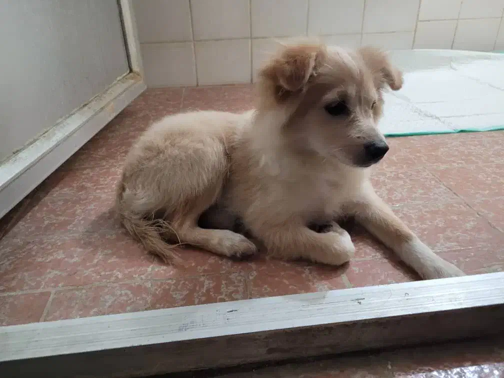 اشپیتز 3تا4ماهه نروماده|سگ|بهبهان, |دیوار