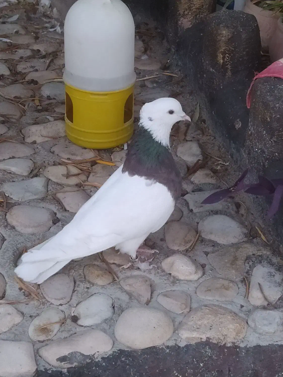 جفت طوق شازده و دم قهوای معاوضه|پرنده|کوهمره, |دیوار