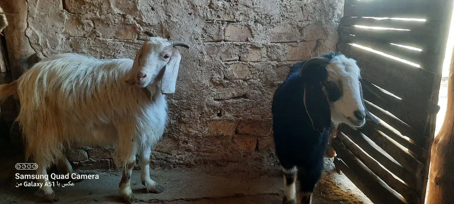 بز جوان|حیوانات مزرعه|صائین قلعه, |دیوار