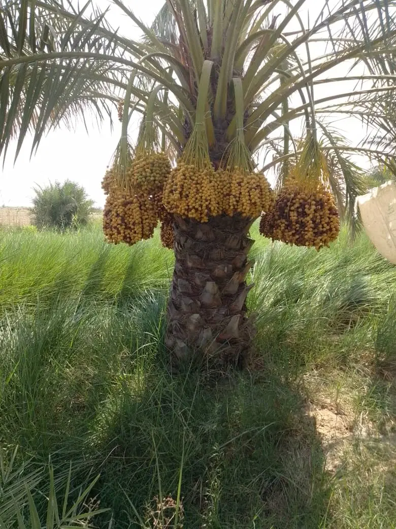 دلی نخل|خدمات باغبانی و درختکاری|شادگان, |دیوار