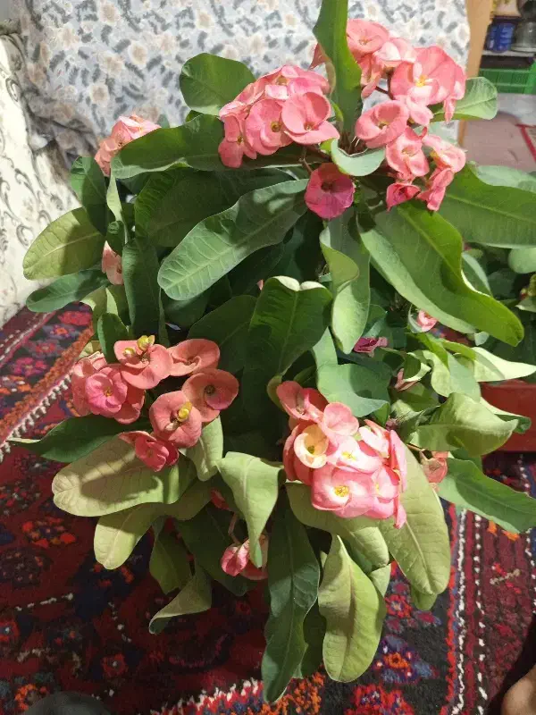 گل مرجان|گل و گیاه طبیعی|مراغه, |دیوار