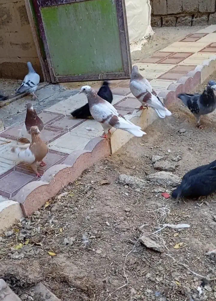 کبوتر باخت|پرنده|بکتاش, |دیوار