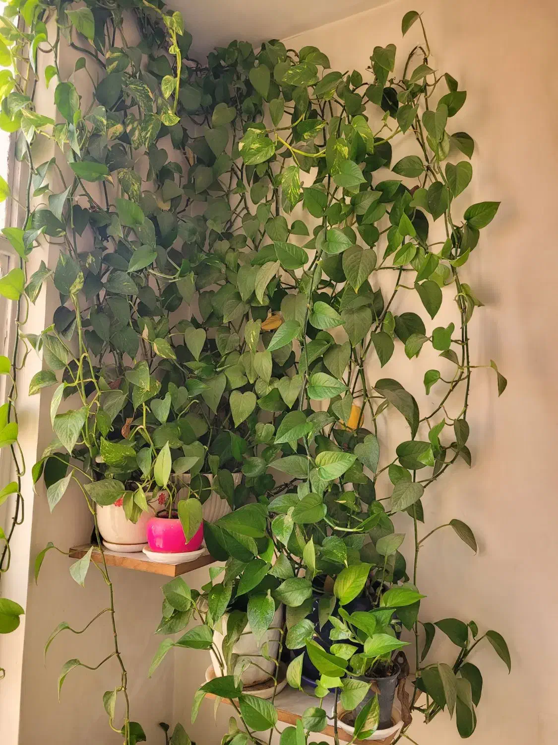 گل و گیاه|گل و گیاه طبیعی|ملارد, |دیوار