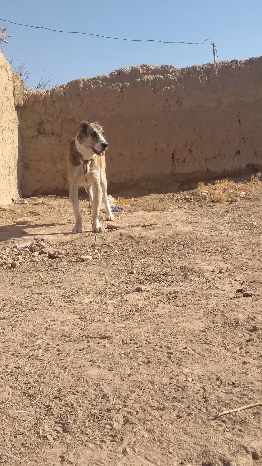 سگ گله|سگ|رضویه, |دیوار