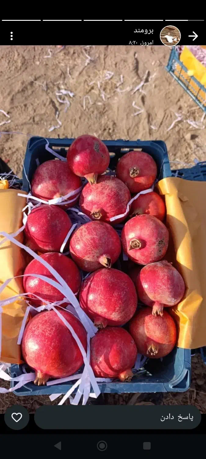 انار رباب مخصوص پاکستان|خوردنی و آشامیدنی|شیراز, سرو|دیوار