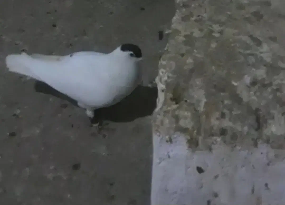 کبوترگمشده|حیوانات|آمل, |دیوار