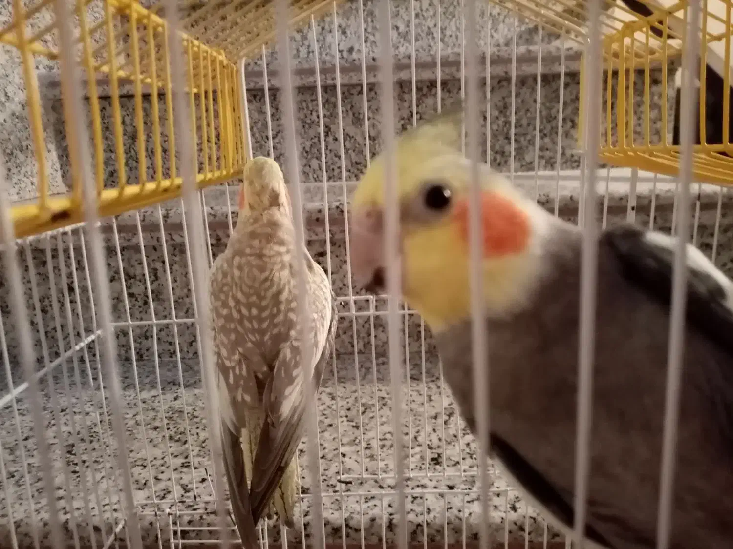 یک جفت عروس نر و ماده|پرنده|رشت, پسیخان|دیوار