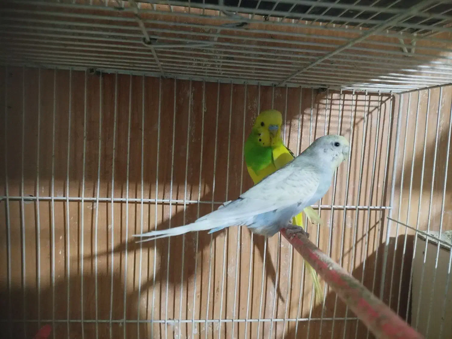 مرغ عشق عروس هلندی فنچ کبوتر|پرنده|مشهد, چاهشک|دیوار