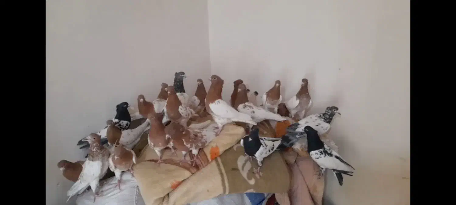 سلام دوستان 40عدد کله و 7عدد ساده|پرنده|خلیل آباد, |دیوار