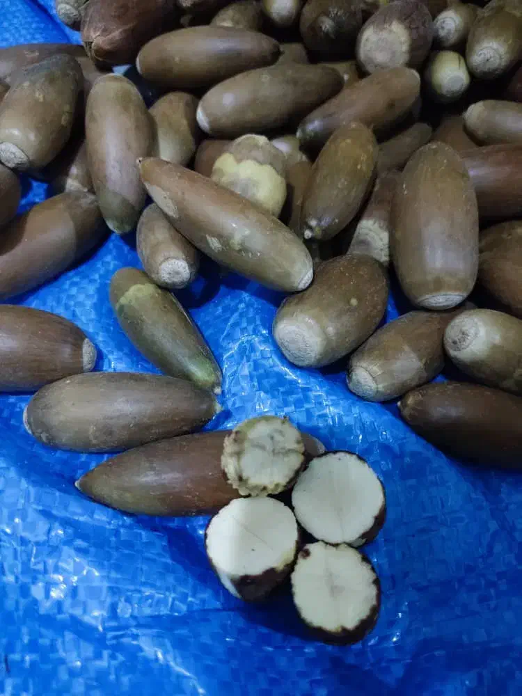 بلوط سرحد ویژه ی دام|لوازم جانبی حیوانات|دهدشت, |دیوار