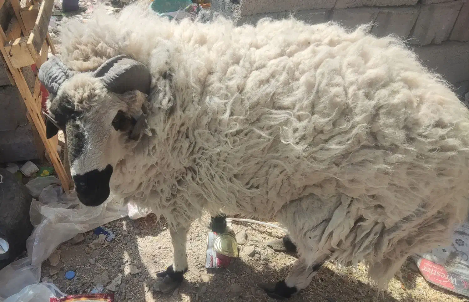 بره نر معاوضه باموتور|حیوانات مزرعه|زرند, |دیوار