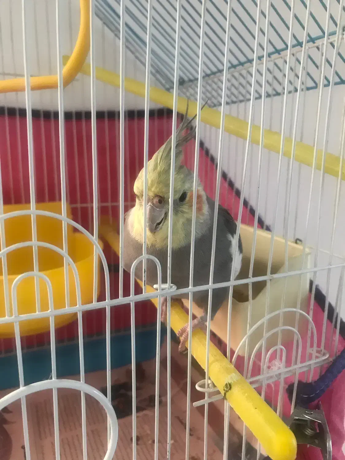 عروس هلندی|پرنده|رودسر, |دیوار