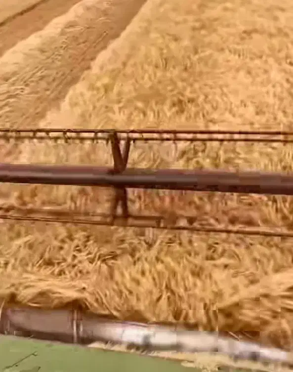 ۶تن گندم ابی سالار رقم مادربوجاری شده۲۶۰۰۰|خدمات باغبانی و درختکاری|زنجانرود, |دیوار