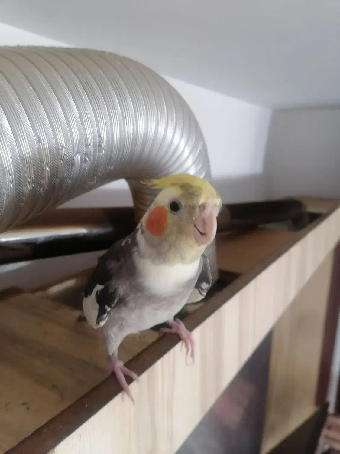 گمشده|حیوانات|شیروان (خراسان), |دیوار