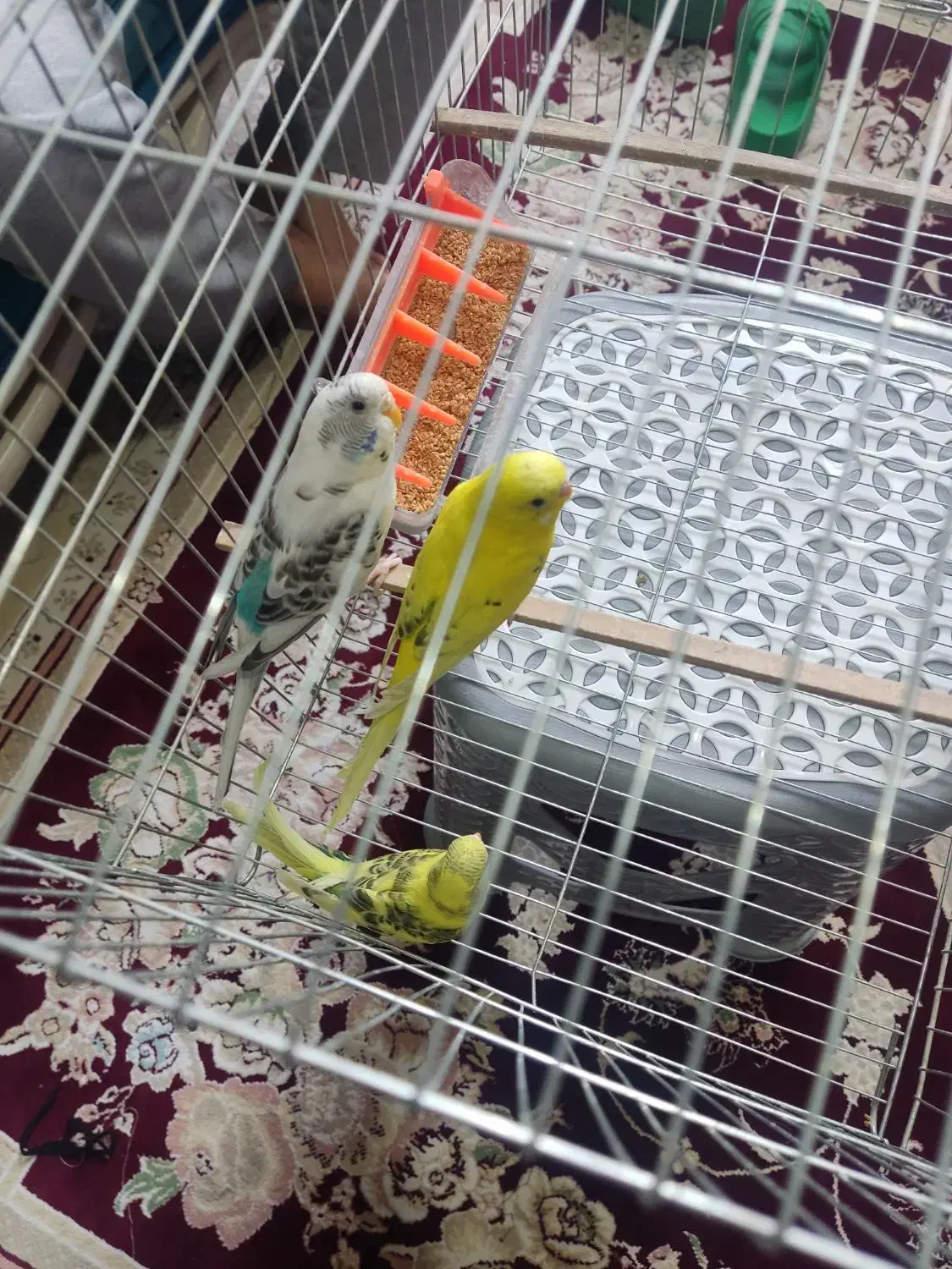 ۵ عدد مرغ عشق یکجا میفروشم نر و ماده|پرنده|نسیم‌شهر, |دیوار