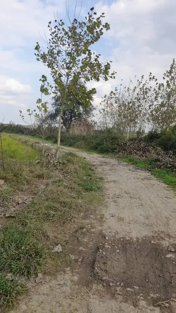 زمین سند دار شالیزار در رشت|فروش زمین و ملک کلنگی|رشت, سیا اسطلخ|دیوار