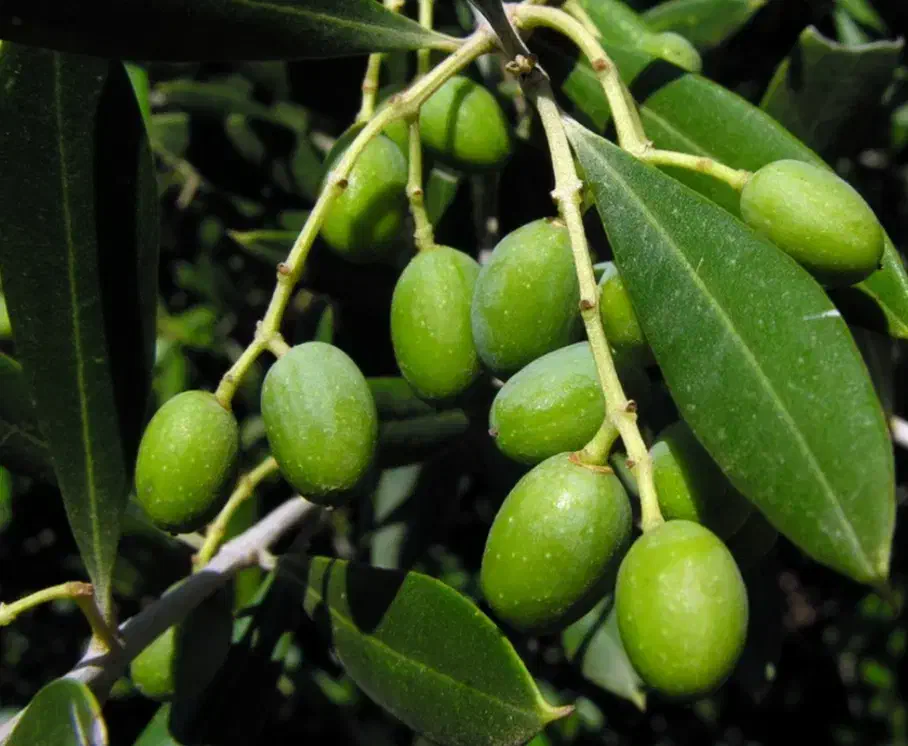 نهال های زیتون خوراکی پاکتی اصلاح شده باردار|خدمات باغبانی و درختکاری|کرمانشاه, |دیوار