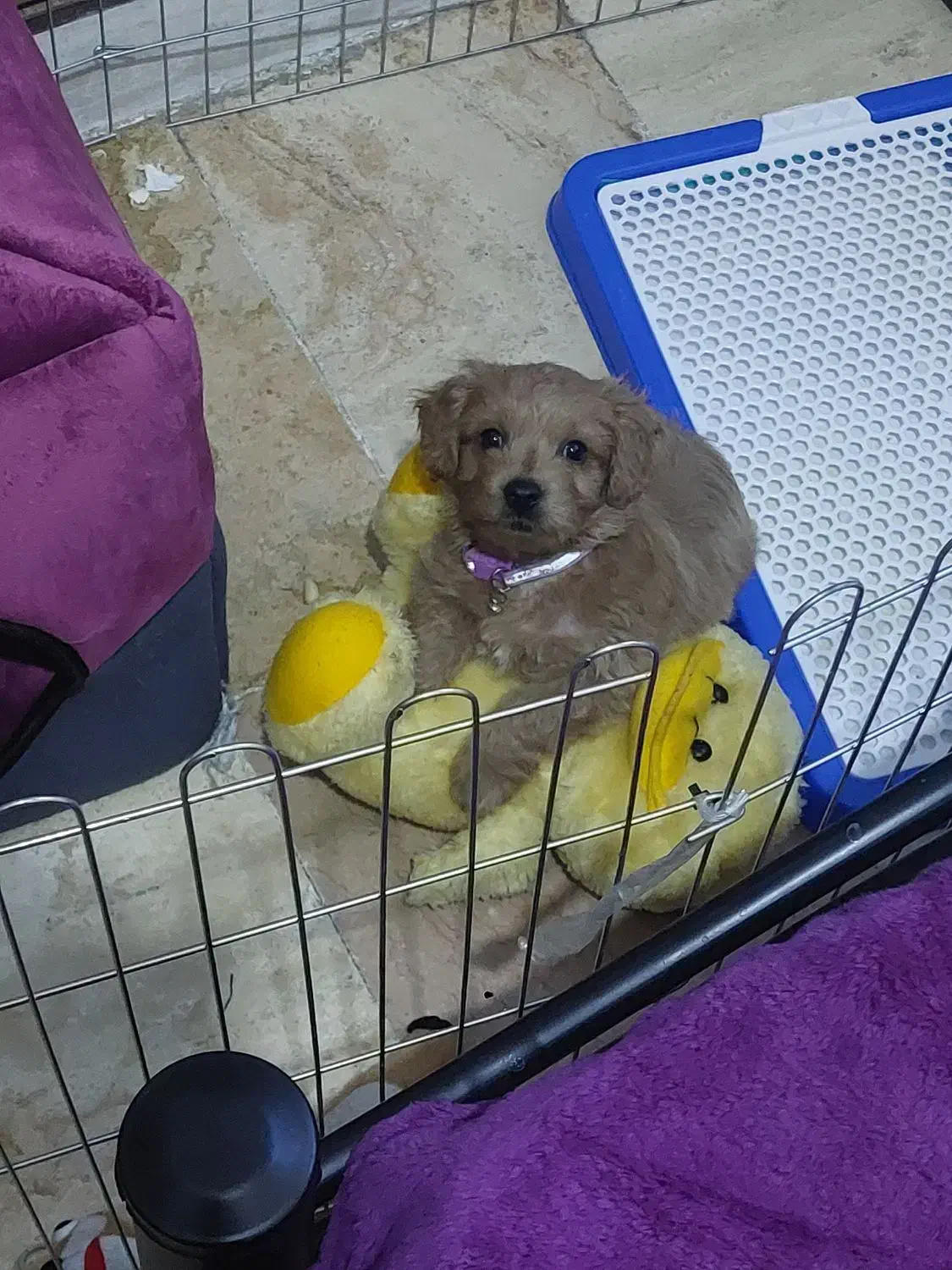 واگذاری توله سگ|سگ|ری, شهادت|دیوار