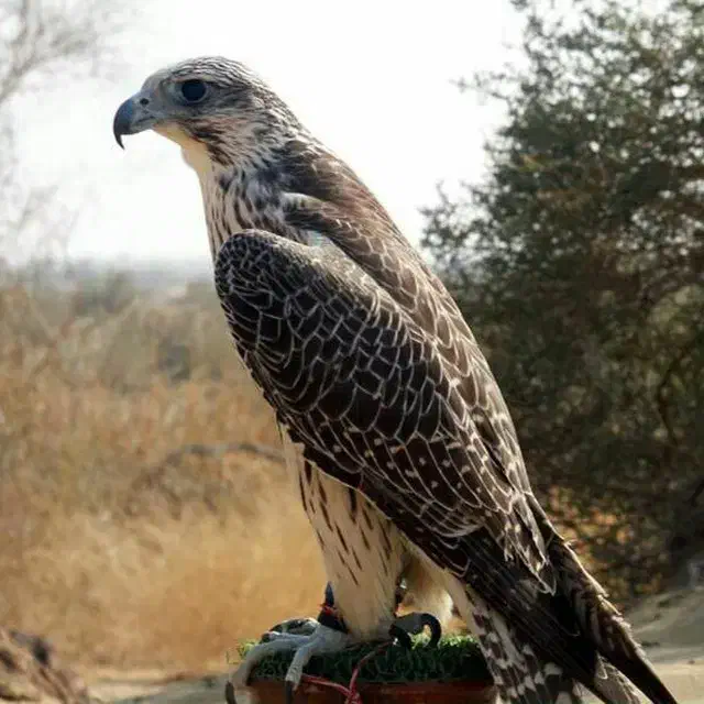 استخدام ۲نفر خانم جهت بازاریابی|استخدام بازاریابی و فروش|تهران, نصرت|دیوار