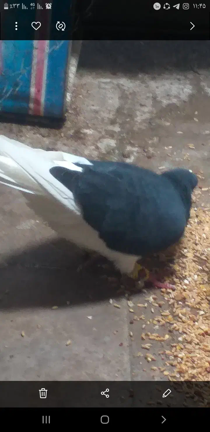 کبوتر خوش رنگ سیاه گم شده|حیوانات|نظرآباد, رسالت|دیوار