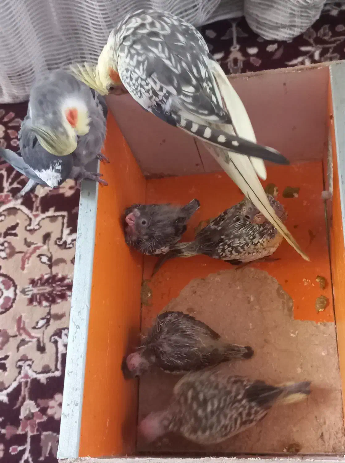 عروس‌هلندی‌نرماده‌۲تا‌جوجه‌به‌فروش‌ به‌شرطسالم|پرنده|بندرعباس, |دیوار